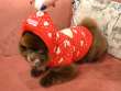 Свитер для собак с капюшоном ForMyDogs Love
