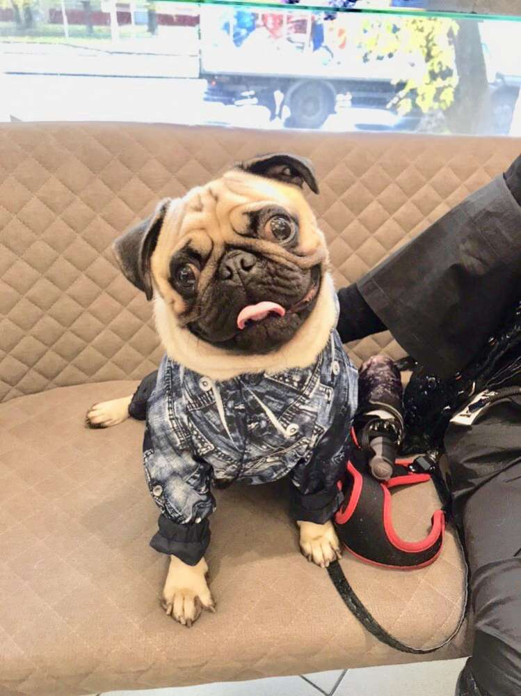 Дождевик для собаки ForMyDogs Джинса